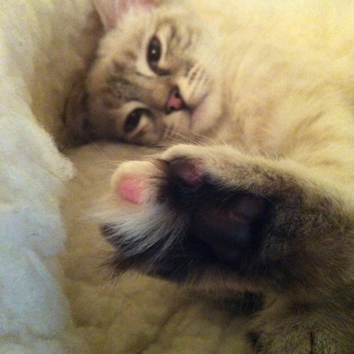 sjofns litle pink toe